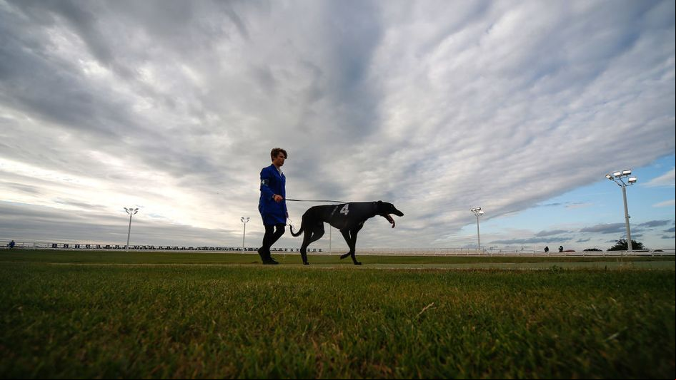 Who will be the last dog standing at Towcester?